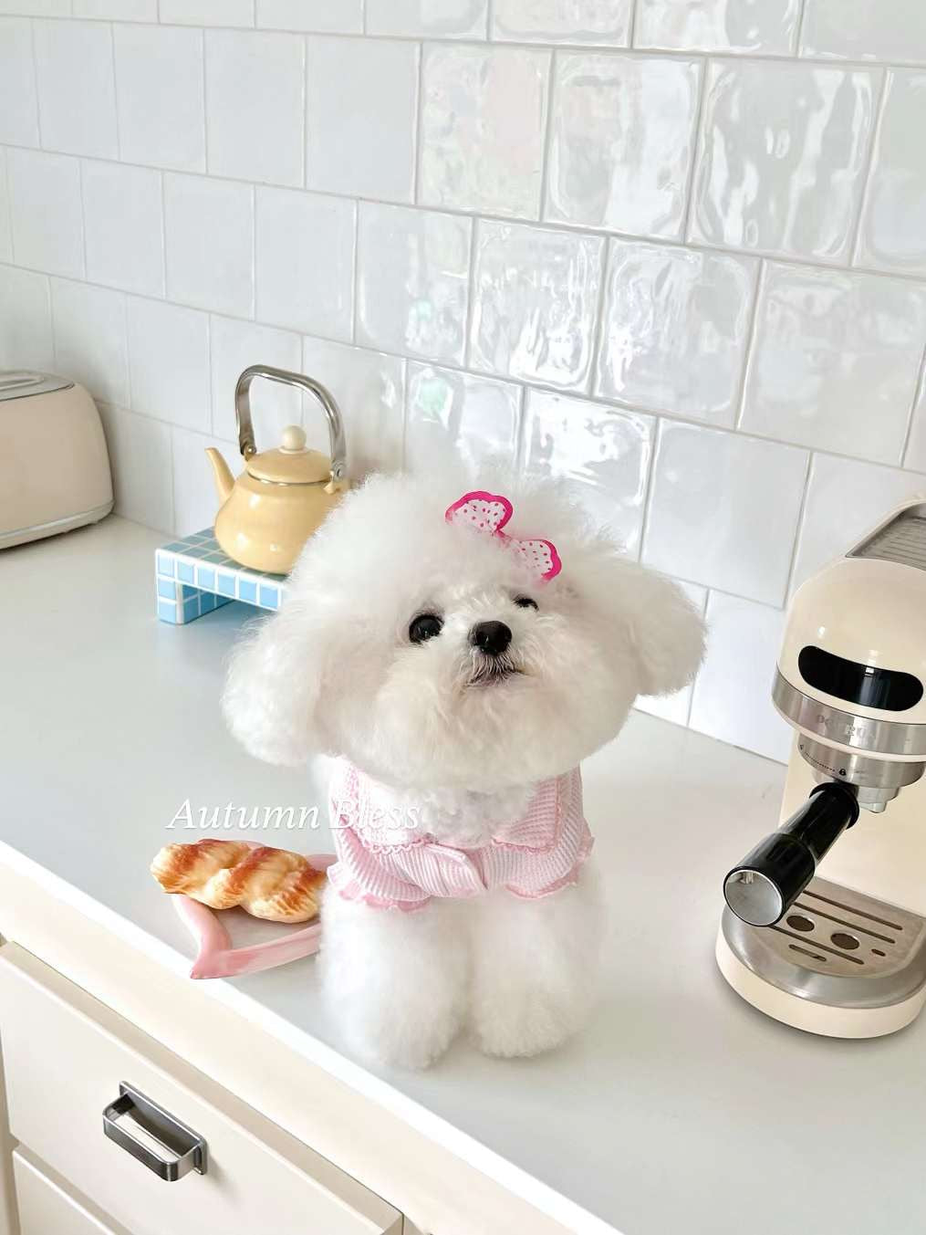 Autumn Bless Waffle Knit Dog Shirt with Collar – Soft & Lightweight Pet Top