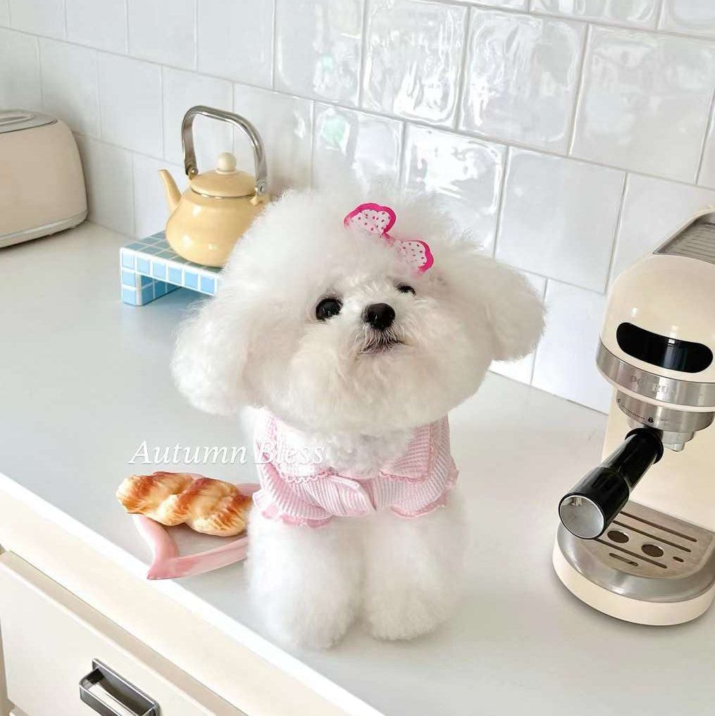 Autumn Bless Waffle Knit Dog Shirt with Collar – Soft & Lightweight Pet Top