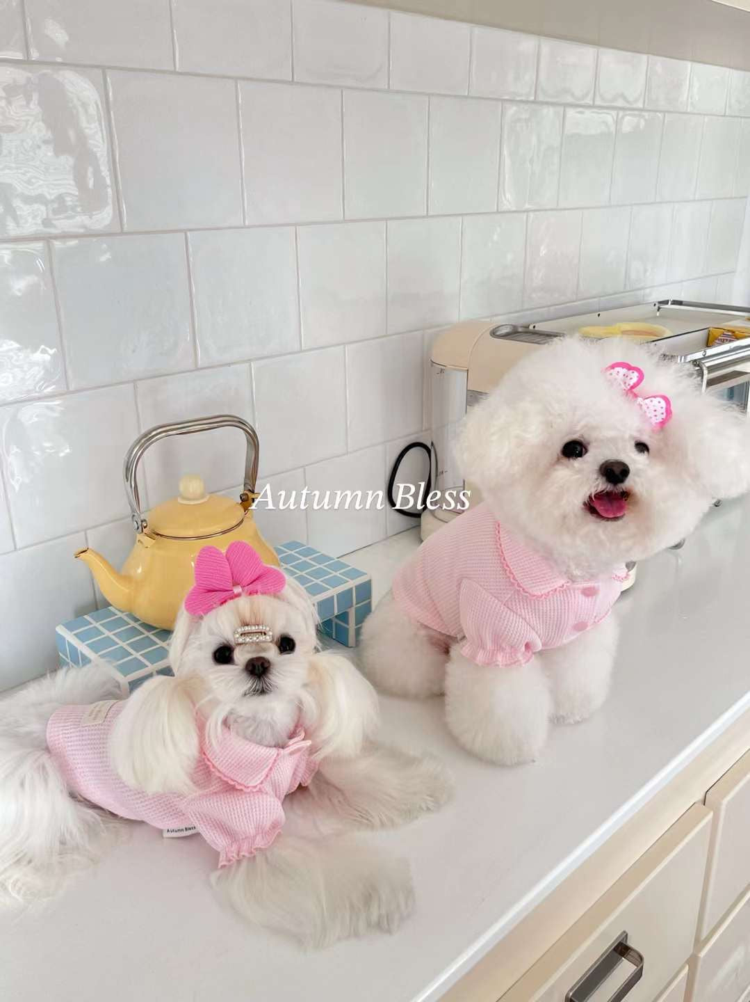 Autumn Bless Waffle Knit Dog Shirt with Collar – Soft &amp; Lightweight Pet Top 