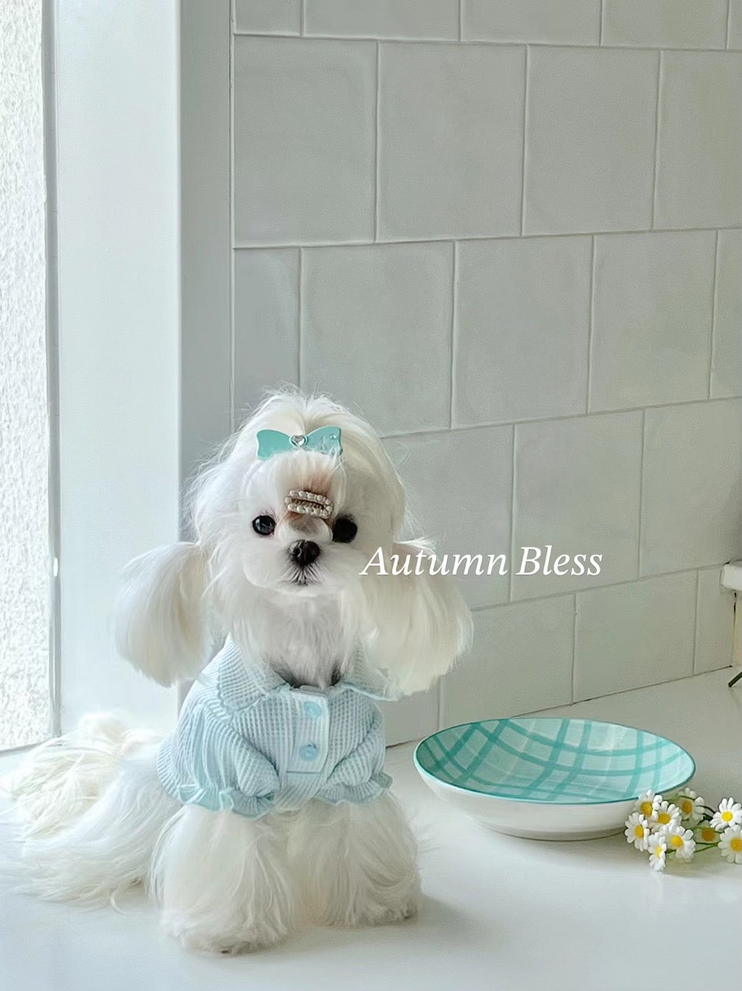 Autumn Bless Waffle Knit Dog Shirt with Collar – Soft &amp; Lightweight Pet Top 