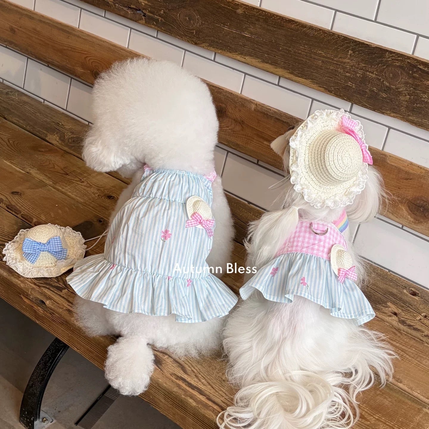 Autumn Bless Sakura Picnic Harness Dress | Small Dog D-Ring Spring