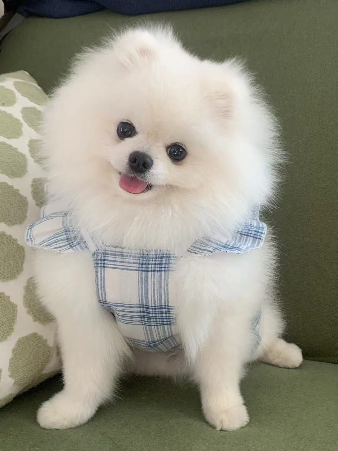 Autumn Bless Vintage Check Ribbon Frill Dress with Hair Clip 